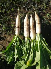 Chinese Fresh White Radish