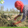 Factory Supply Dried Black Goji Berry