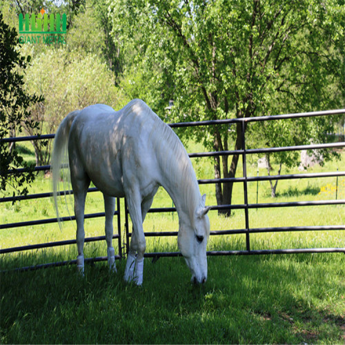 Galvanized Welded Horse and Livestock Fencing Panel