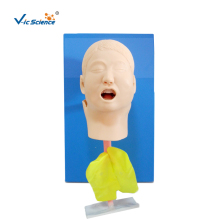 Child Trachea Intubation Model