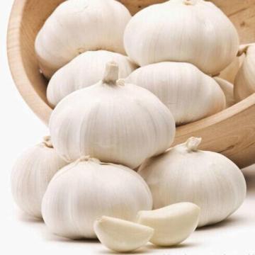 2020 good quality fresh garlic