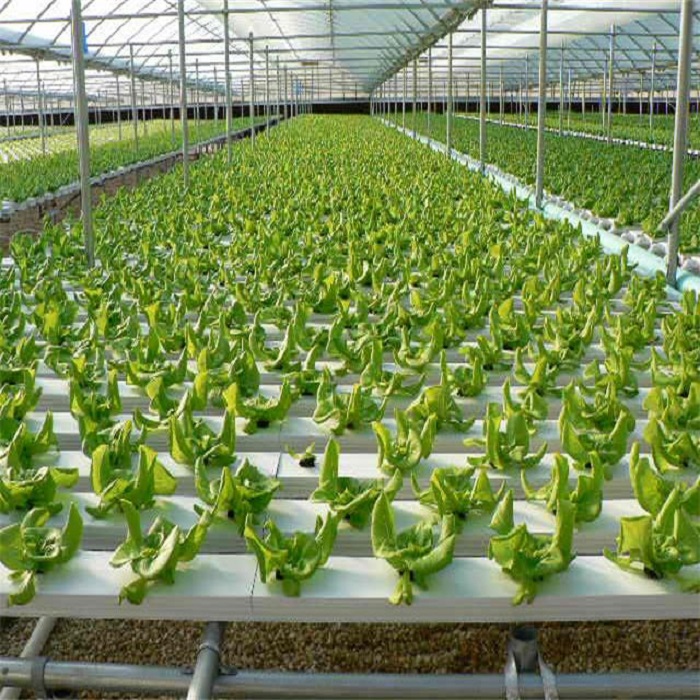 Agricultural Flat Hydroponic Commercial Hydroponics