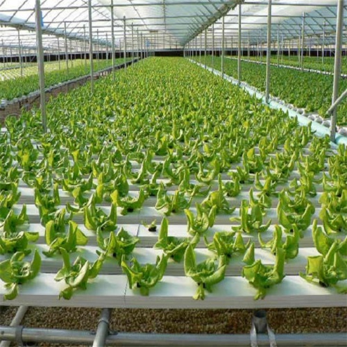 Agricultural Flat Idroponic Commercial Hydroponics