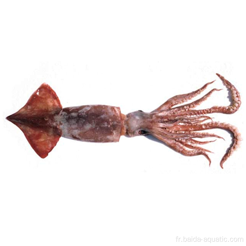 Gigas Squid Pérou Squid