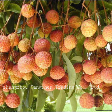 Canned Tropical Fruits Canned Litchi