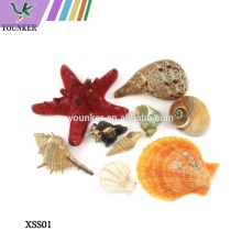 Wholesale DIY Packing Natural SeaShell