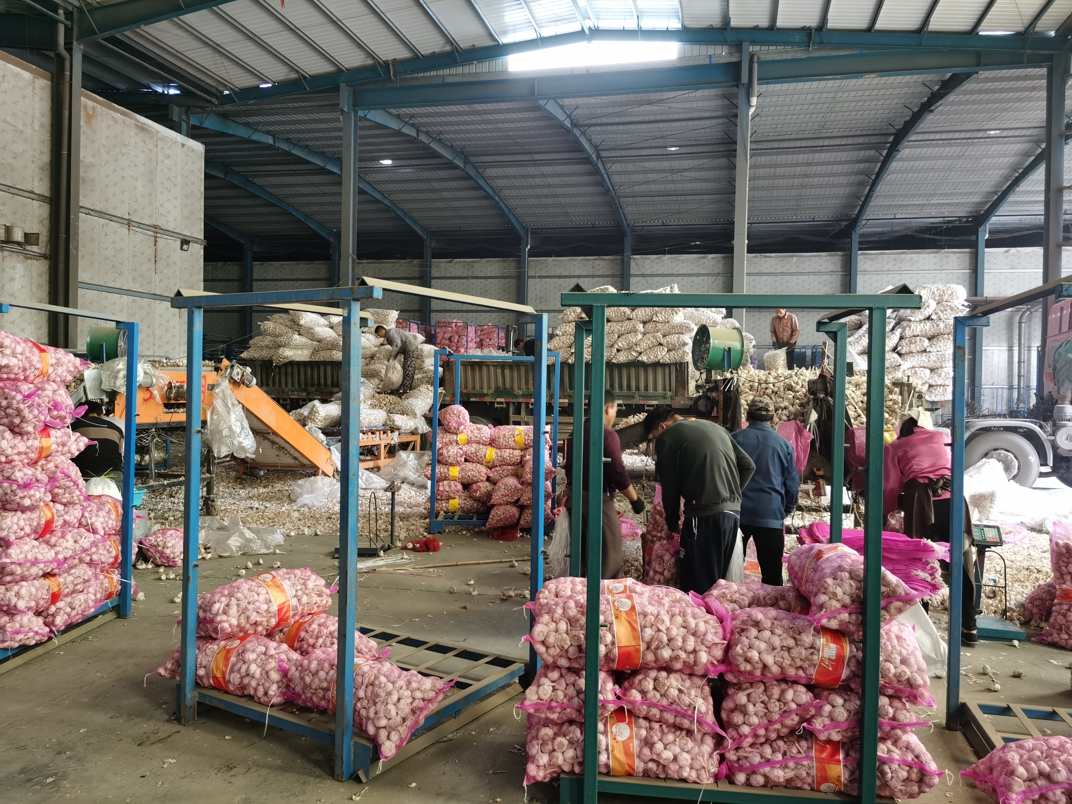 Buy Dried Vegetable Garlic Price Processing