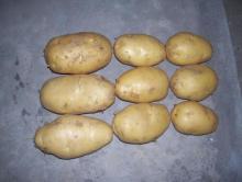 Export Standard Yellow Fresh Potato