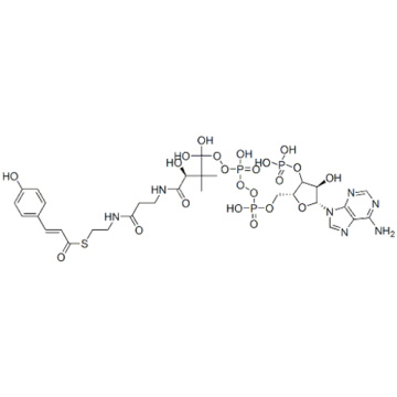 Coenzym A, S - [(2E) -3- (4-Hydroxyphenyl) -2-propenoat] CAS 119785-99-8