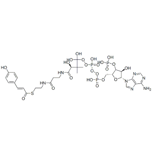 補酵素A、S  -  [（2E）-3-（4-ヒドロキシフェニル）-2-プロペン酸] CAS 119785-99-8