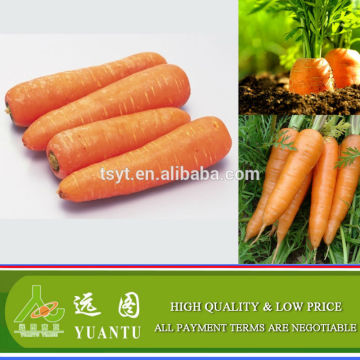 Fresh Carrot Full Of Vitamins