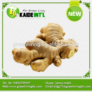 Factory Manufacturer Chinese Export Big Fresh Ginger