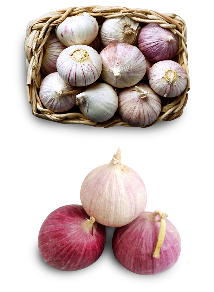 Net pocket fresh single garlic