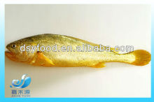 FROZEN BIG YELLOW CROAKER FISH(SEAFOOD)