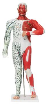 Superficial lymphatic and superficial veins in the human body