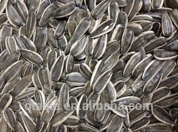 Pink sunflower seeds price