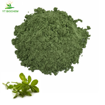 Wholesale supergreen powders alfalfa grass juice powder