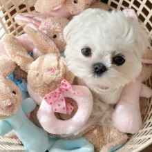 Durable Chew Toys for Dogs