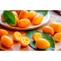 Aceite esencial de kumquat natural puro
