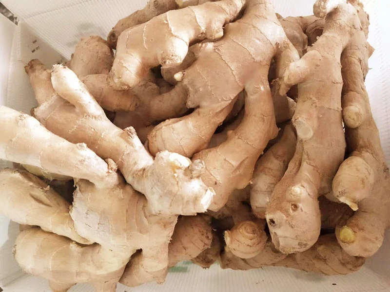 2020 New Crop Fresh Ginger Organic Ginger