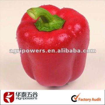 green-Red bell hybrid SP429 sweet pepper seed