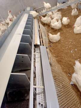 Egg laying chicken breeding collection box