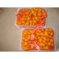 Nanfeng frische Baby Mandarine 35-40mm