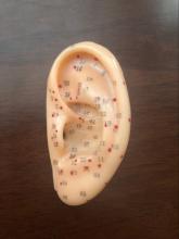 EAR ACUPUNCTURE MODEL