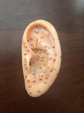 EAR ACUPUNCTURE MODEL
