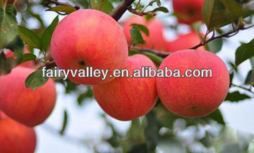 Planting an apple tree from seeds/Plant apple tree seeds/Columnar apple tree seeds growing