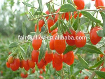 Growing Best Goji Berry Seeds Goji Berries Seeds Wolfberry Seeds For Planting