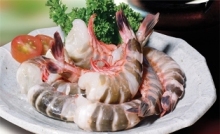 Cat Tiger Shrimp HLSO