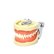 32Pcs Teeth Dental Models for Standard Dental Training and Practice