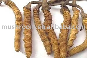 Cordyceps sinensis EXTRACT (Cordyceps)POLYSACCHARIDE