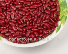 Dark red kidney bean, british type
