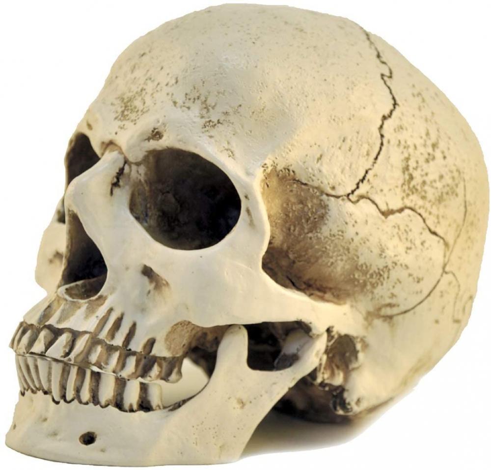 1: 1 Hars Skull Head Model