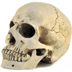 1: 1 reçine kafatası kafa modeli