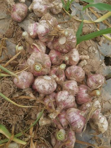 Good Quality New Crop Fresh Garlic 2019