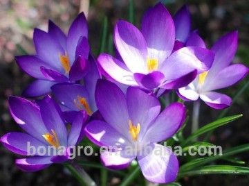 Top quality dried Chinese safflower