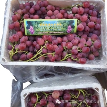 Hot Sell Fresh Sweet Chinese Red Grapes Chinese red globe grapes
