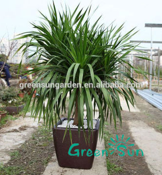 homeware unique plastic plant pots for orchids