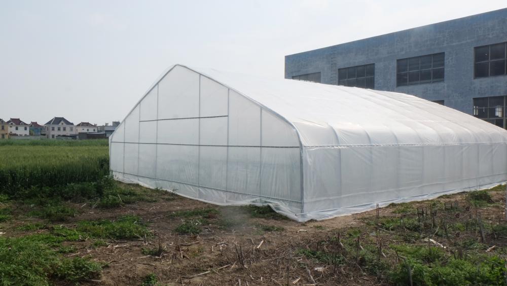 Agricultural Single Span Tunnel Strawberry Greenhouse