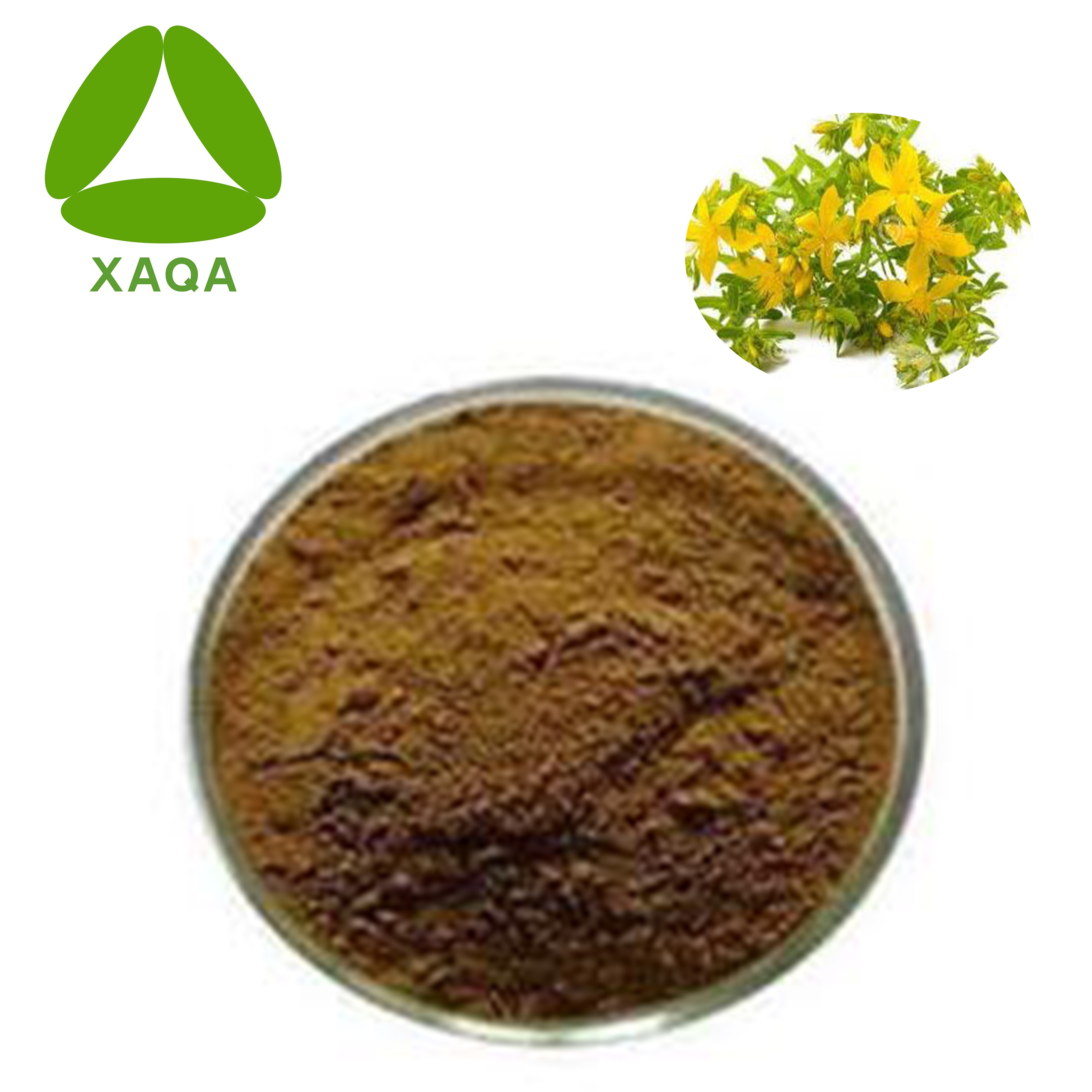 Weeping Forsythia Extract Powder 10: 1 Novo Produto