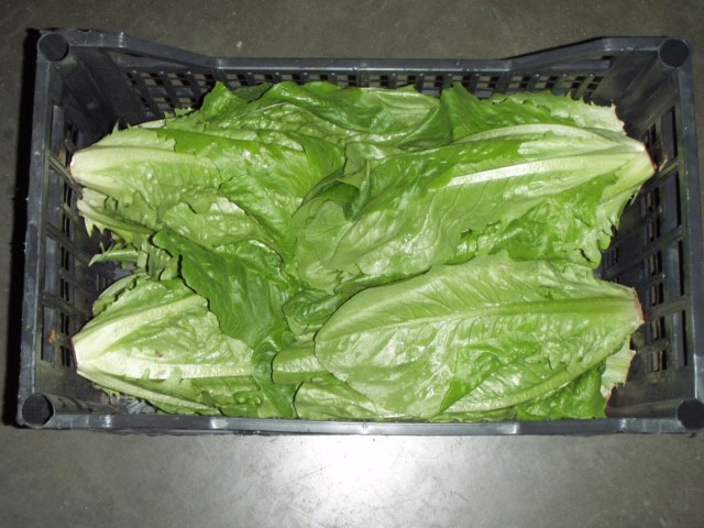 Fresh romaine lettuce fresh vegetables