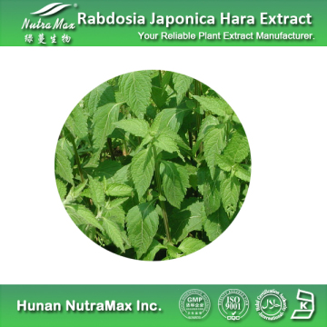 100% Natural Rabdosia Japonica Hara Extract 60% Diterpene