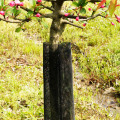 Reticolato dell&#39;albero del giardino espulso plastica