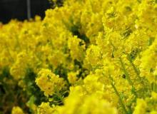 wholesale natural rape honey in bulk price