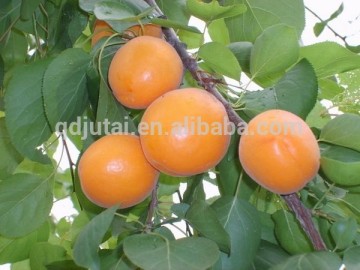 Superior apricot in canned fruit/canned apricot