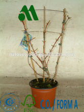 Bamboo Ladder Trellis for Plant Growing/bamboo trellis for plant/trellis ladder