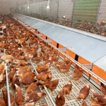 Automatic Egg Layer Nest Collection Equipment for Poultry Farms